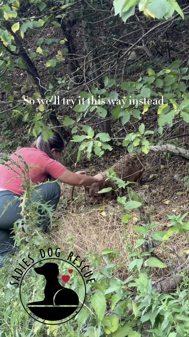 So we'll try it this way instead SADIES DOG RESCUE