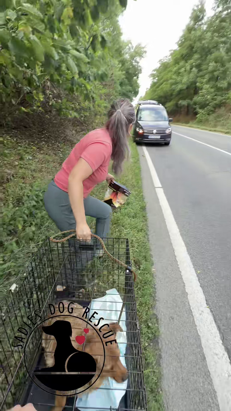 DOG RESCUE
