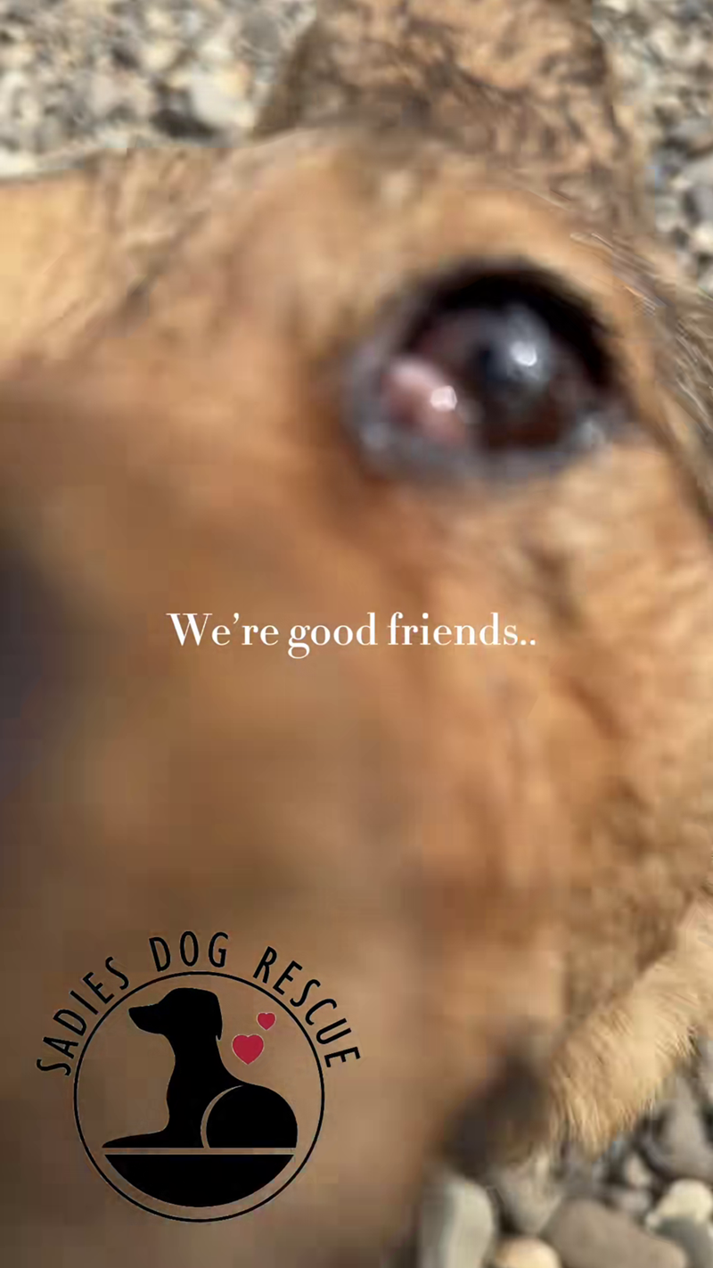 SADIES We're good friends.. DOG RESCUE