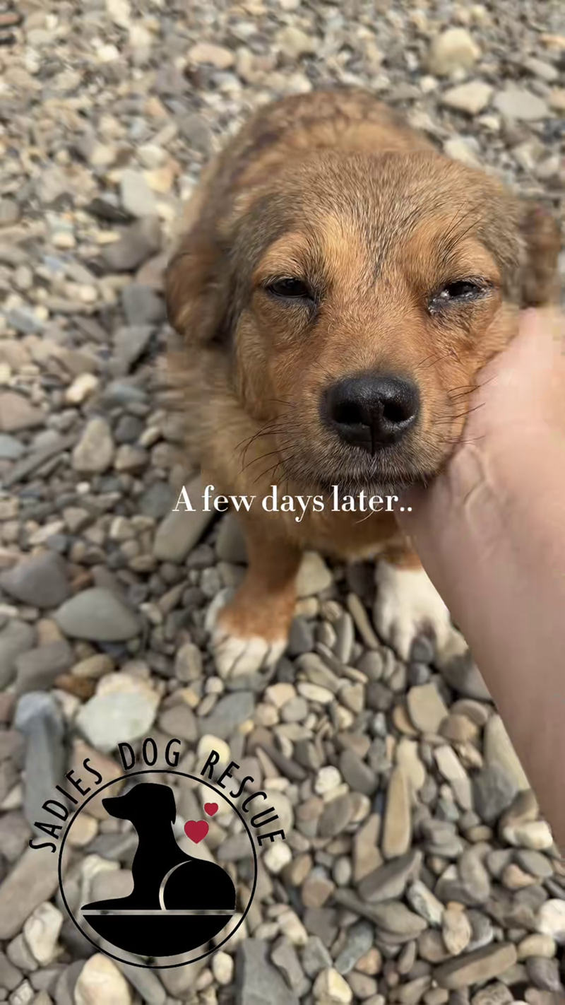 SADIES A few days later.. DOG G RESCUE