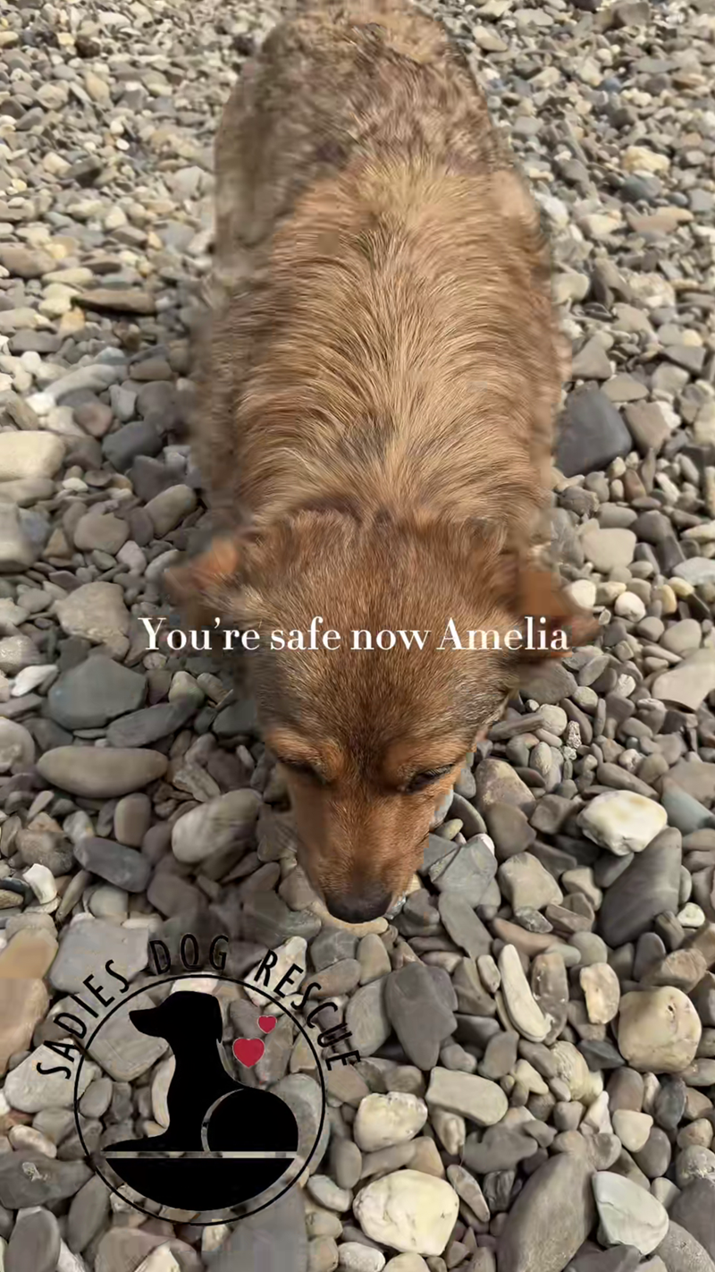 SADIES You're safe now Amelia DOG RESCUE
