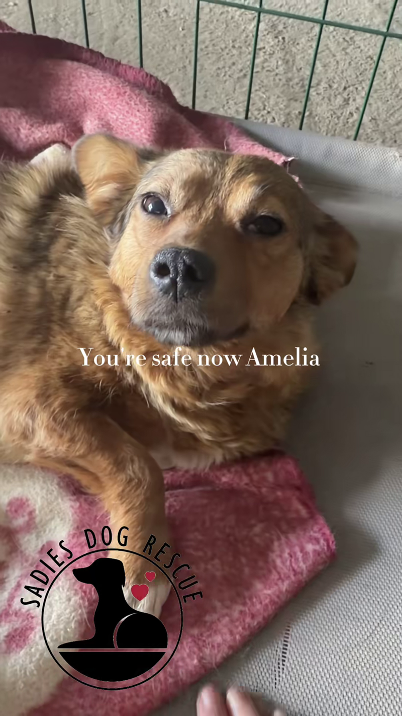 SADIES You're safe now Amelia DOG RESCUE