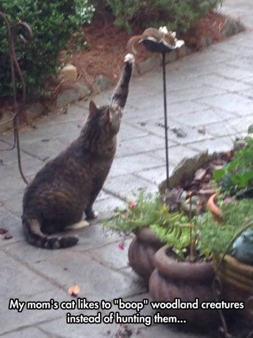 My mom's cat likes to "boop" woodland creatures instead of hunting them...