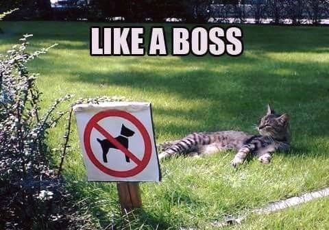 LIKE A BOSS