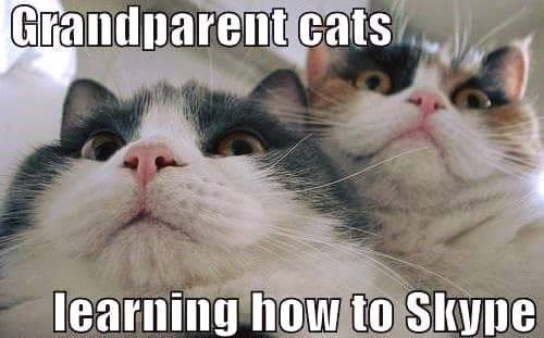Grandparent cats learning how to Skype