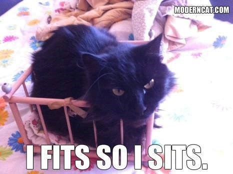 MODERNCAT.COM I FITS SO I SITS.