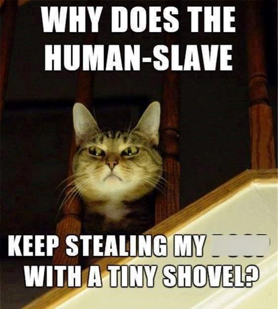 WHY DOES THE HUMAN-SLAVE KEEP STEALING MY WITH A TINY SHOVEL?