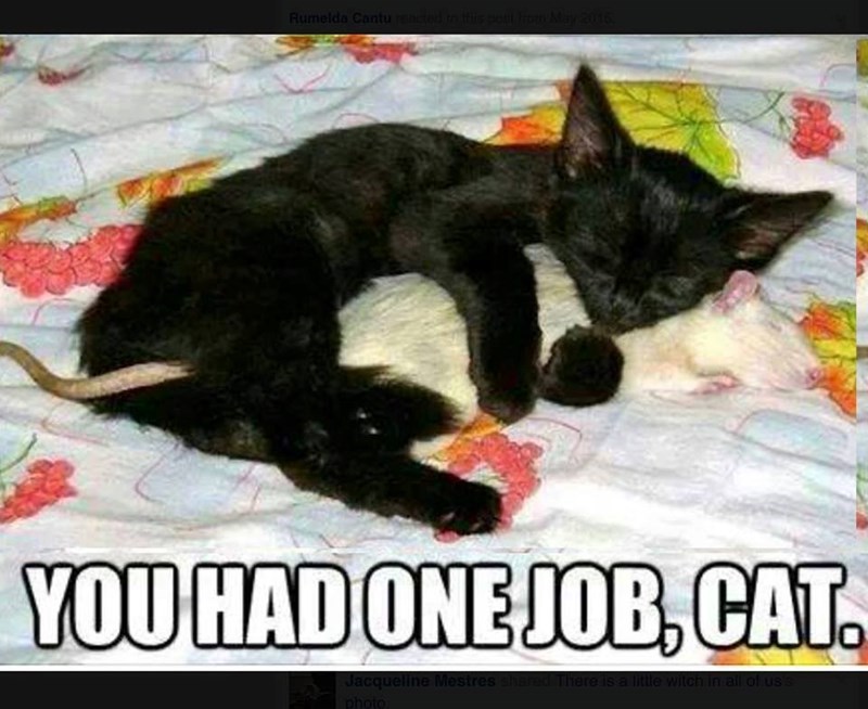 Rumelda Cantu reacted to this post from May 2015. YOU HAD ONE JOB, CAT. Jacqueline Mestres shared There is a little witch in all of us's photo