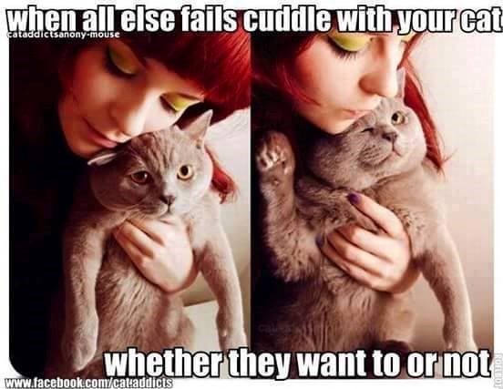 when all else fails cuddle with your cat cataddictsanony-mouse whether they want to or not www.facebook.com/cat-addicts