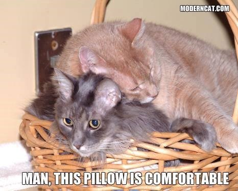 MODERNCAT.COM MAN, THIS PILLOW IS COMFORTABLE