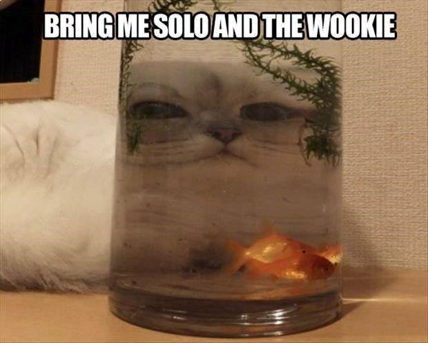 BRING ME SOLO AND THE WOOKIE