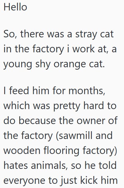 Hello So, there was a stray cat in the factory i work at, a young shy orange cat. I feed him for months, which was pretty hard to do because the owner of the factory (sawmill and wooden flooring factory) hates animals, so he told everyone to just kick him