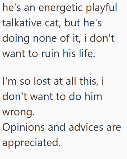 he's an energetic playful talkative cat, but he's doing none of it, i don't want to ruin his life. I'm so lost at all this, i don't want to do him wrong. Opinions and advices are appreciated.