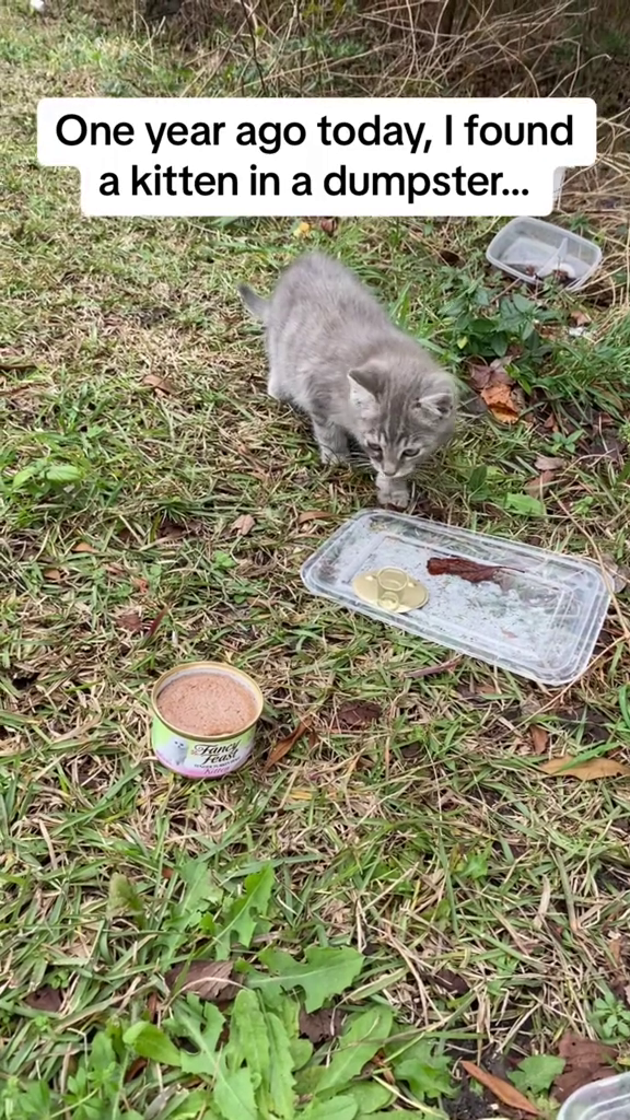 One year ago today, I found a kitten in a dumpster... Fanc