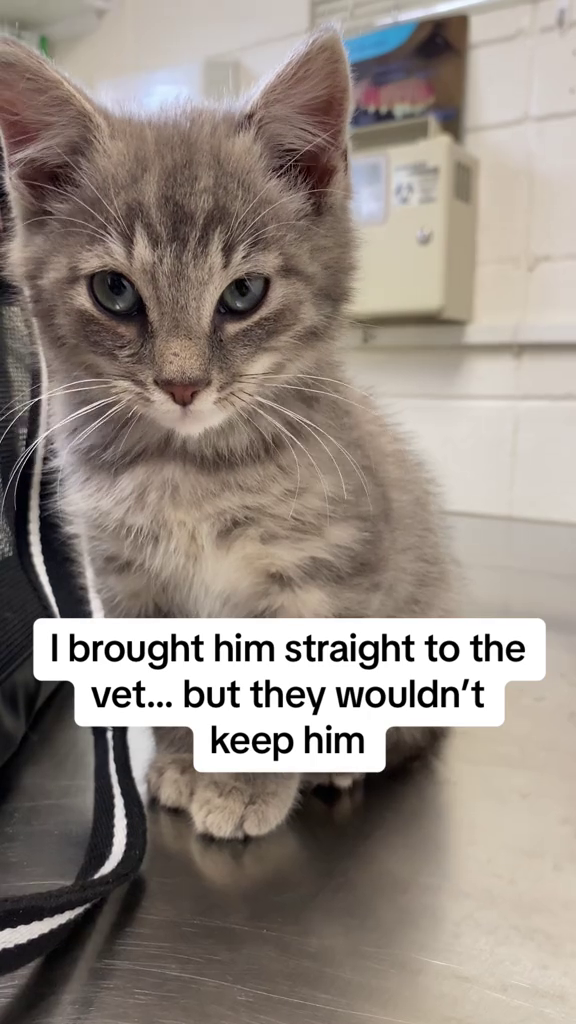 I brought him straight to the vet... but they wouldn't keep him
