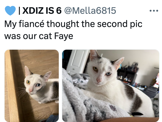 IXDIZ IS 6 @Mella6815 My fiancé thought the second pic was our cat Faye