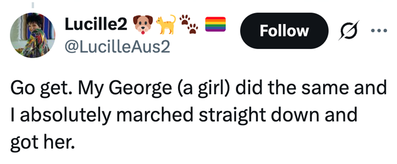 Lucille2 @Lucille Aus2 Follow ... Go get. My George (a girl) did the same and I absolutely marched straight down and got her.