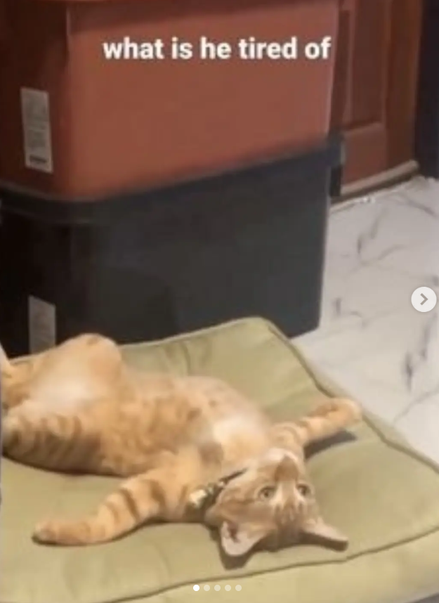 what is he tired of >