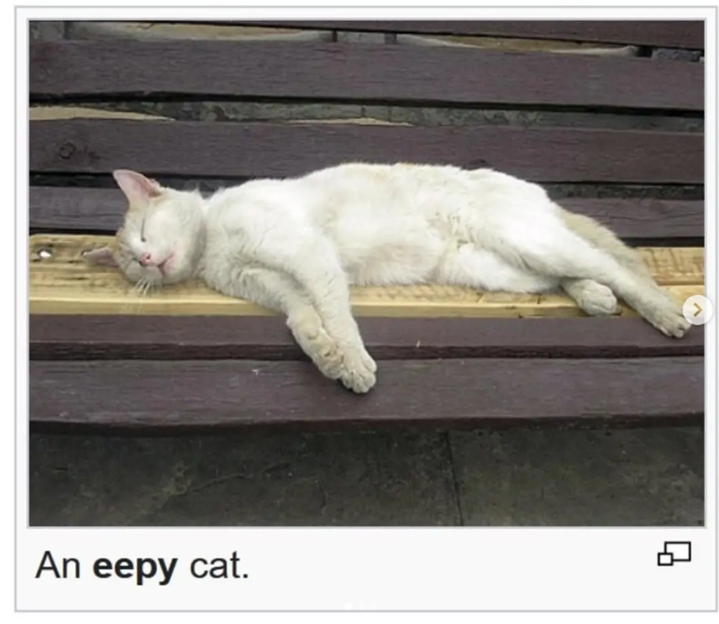 An eepy cat. >