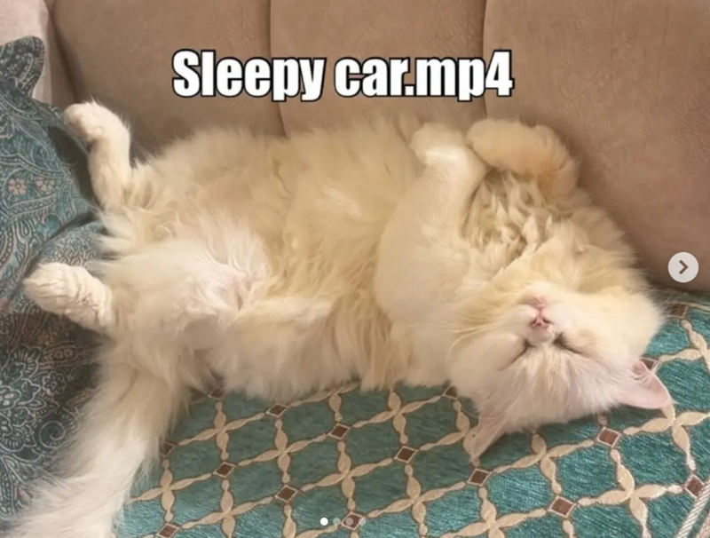 Sleepy car.mp4