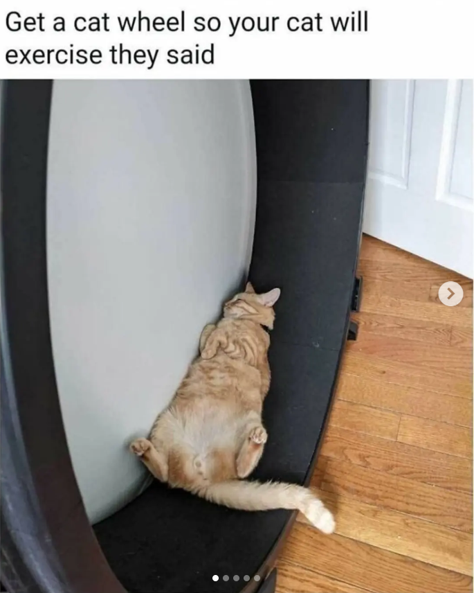 Get a cat wheel so your cat will exercise they said >