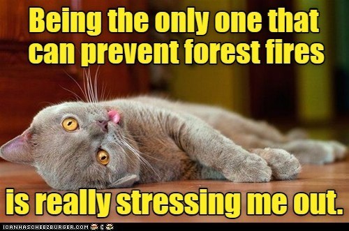 Being the only one that can prevent forest fires is really stressing me out. ICANHASCHEEZBURGER.COM