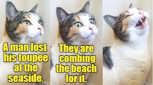 A man lost his toupee at the seaside. They are combing the beach for it.