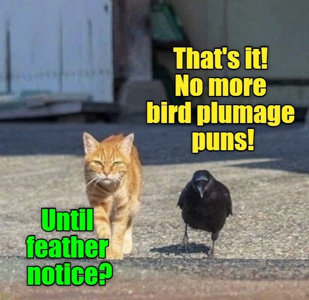 Until feather notice? That's it! No more bird plumage puns!