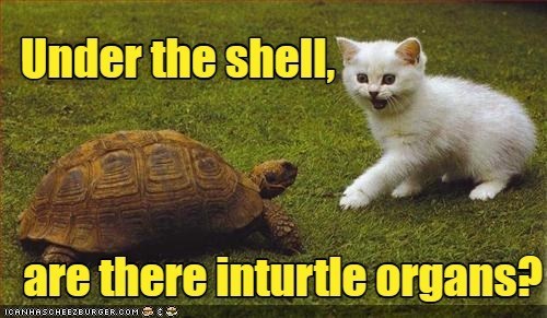 Under the shell. are there inturtle organs? ICANHASCHEEZBURGER.COM