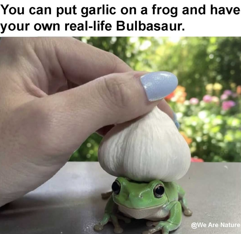 You can put garlic on a frog and have your own real-life Bulbasaur. @We Are Nature