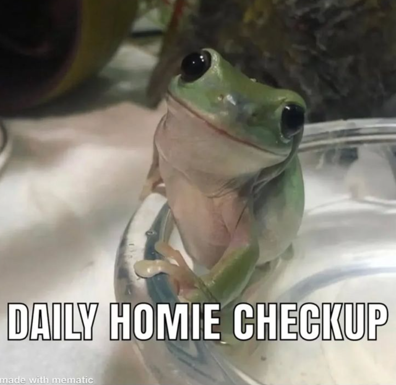 DAILY HOMIE CHECKUP made with mematic