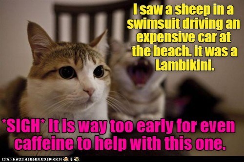 I saw a sheep in a swimsuit driving an expensive car at the beach. it was a Lambikini. *SIGH* It is way too early for even caffeine to help with this one. ICANHASCHEEZBURGER.COM