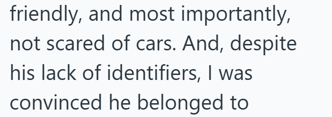 friendly, and most importantly, not scared of cars. And, despite his lack of identifiers, I was convinced he belonged to