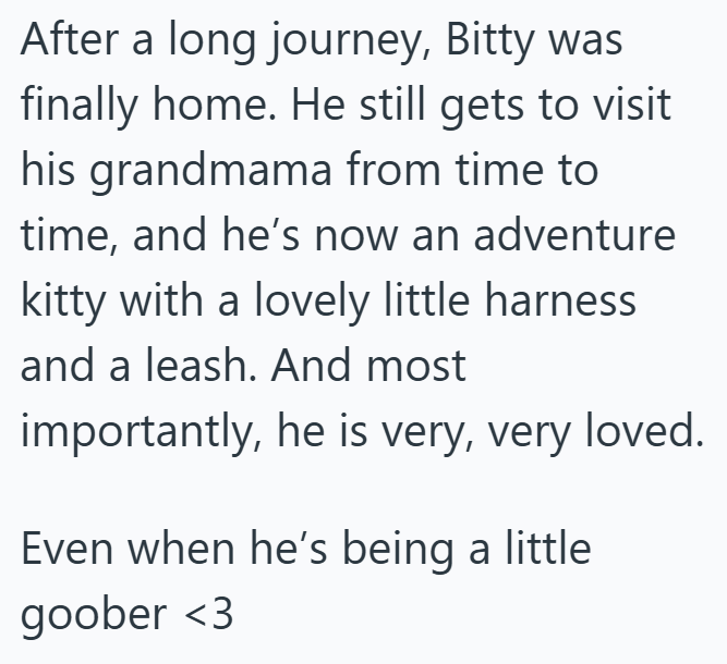 After a long journey, Bitty was finally home. He still gets to visit his grandmama from time to time, and he's now an adventure kitty with a lovely little harness and a leash. And most importantly, he is very, very loved. Even when he's being a little goober <3