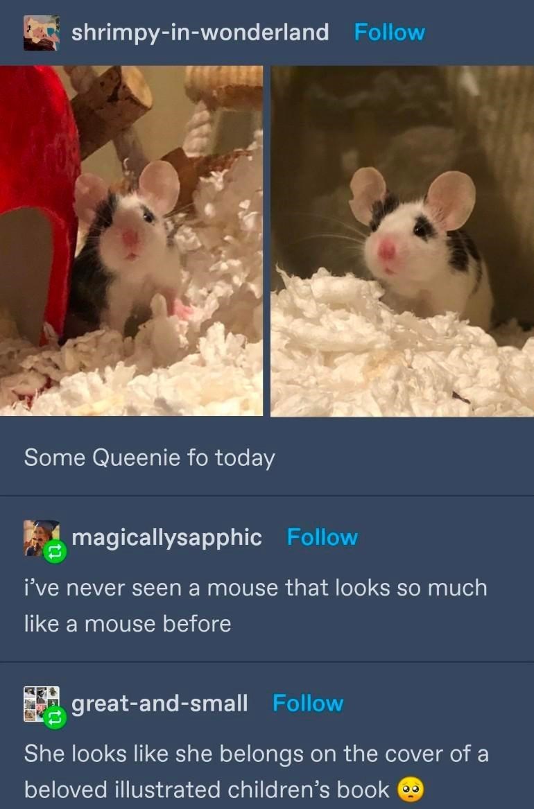 shrimpy-in-wonderland Follow Some Queenie fo today magicallysapphic Follow i've never seen a mouse that looks so much like a mouse before great-and-small Follow She looks like she belongs on the cover of a beloved illustrated children's book
