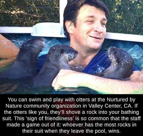 You can swim and play with otters at the Nurtured by Nature community organization in Valley Center, CA. If the otters like you, they'll shove a rock into your bathing suit. This 'sign of friendliness' is so common that the staff made a game out of it: whoever has the most rocks in their suit when they leave the pool, wins.
