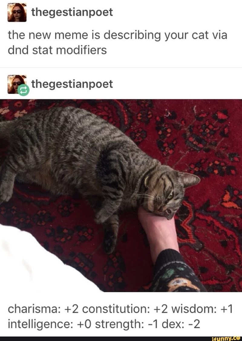 thegestianpoet the new meme is describing your cat via dnd stat modifiers thegestianpoet charisma: +2 constitution: +2 wisdom: +1 intelligence: +0 strength: -1 dex: -2 ifunny.co