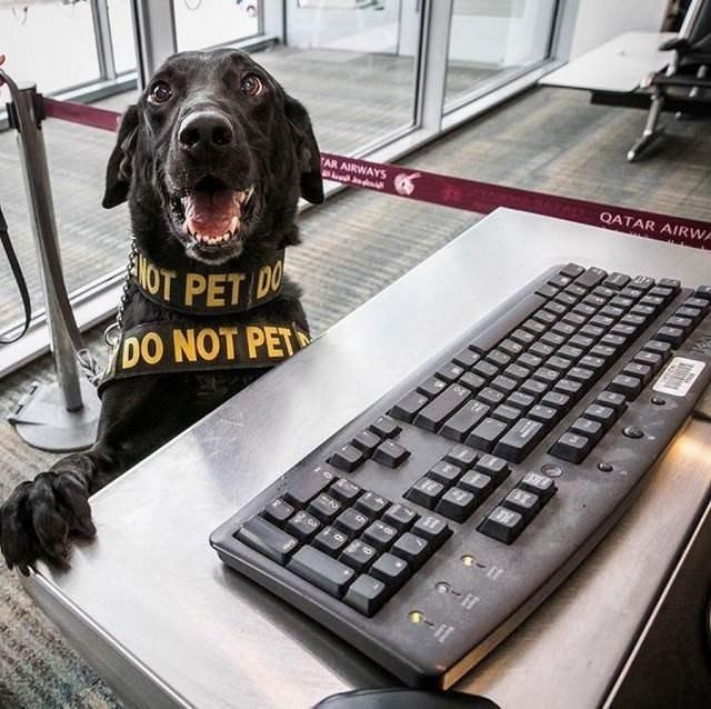 NOT PET DO DO NOT PET TAR AIRWAYS QATAR AIRWA