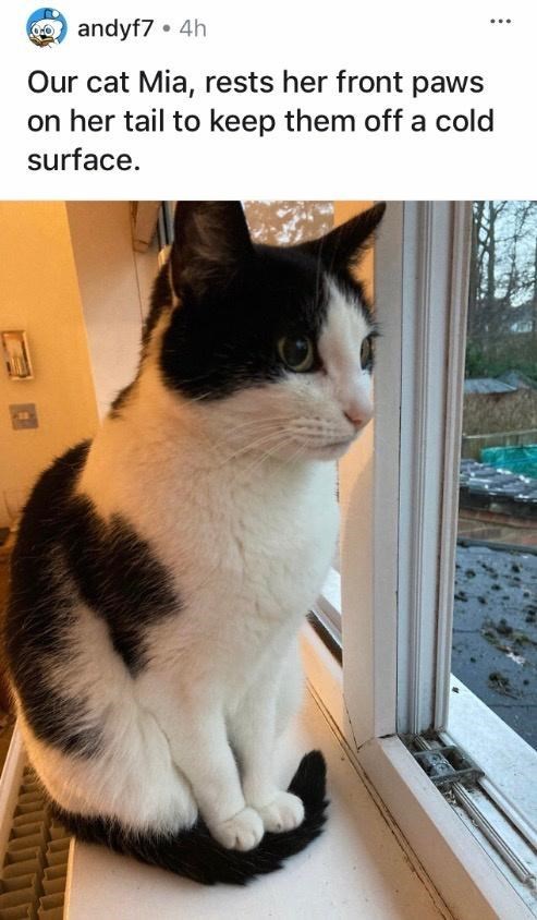 andyf7⚫ 4h Our cat Mia, rests her front paws on her tail to keep them off a cold surface.