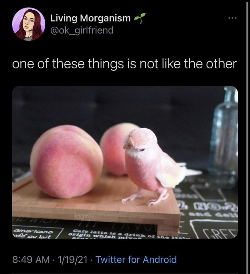 Living Morganism @ok_girlfriend one of these things is not like the other 2 802 GREE americano afe au lait Cafe latte is a drink of the Ital origin which mixe 8:49 AM 1/19/21 Twitter for Android • •