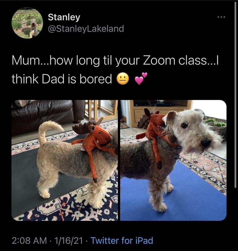 Stanley @StanleyLakeland Mum...how long til your Zoom class…..I think Dad is bored • 2:08 AM · 1/16/21 Twitter for iPad XOX XOXOXO