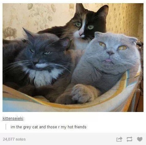 kittenseieki: im the grey cat and those r my hot friends 24,077 notes 22