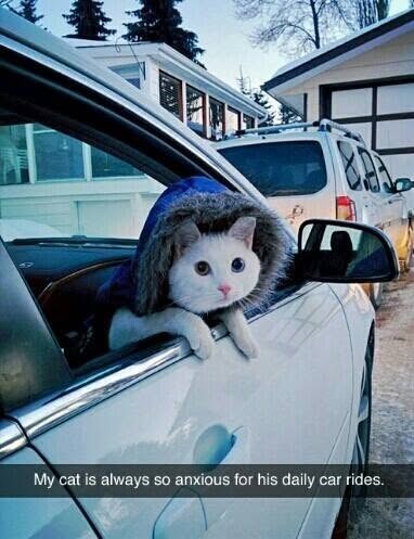 In My cat is always so anxious for his daily car rides.