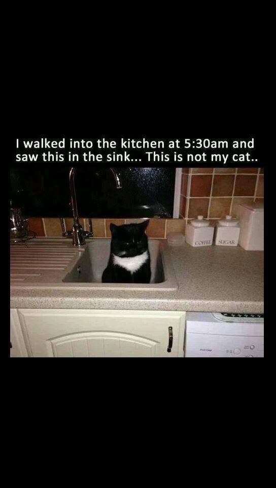 I walked into the kitchen at 5:30am and saw this in the sink... This is not my cat.. COFFEE SUGAR
