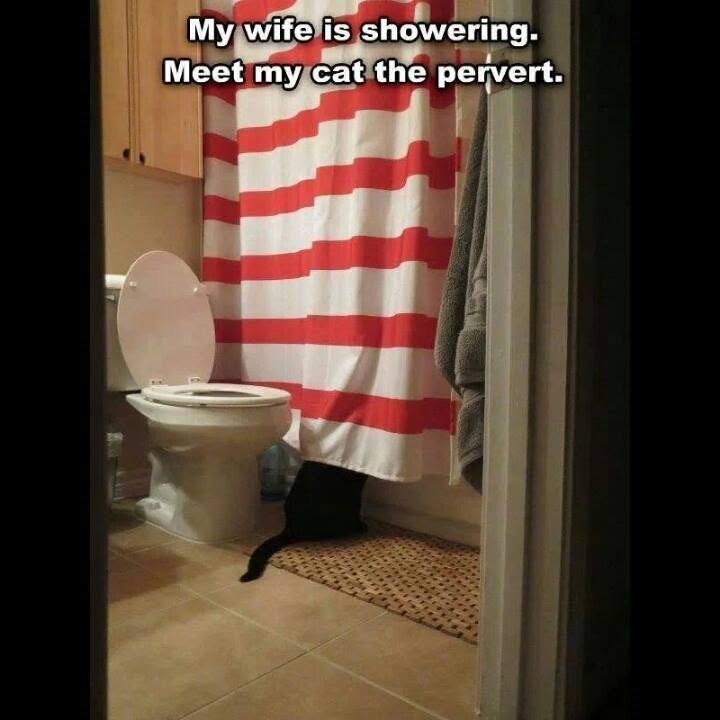 My wife is showering. Meet my cat the pervert.