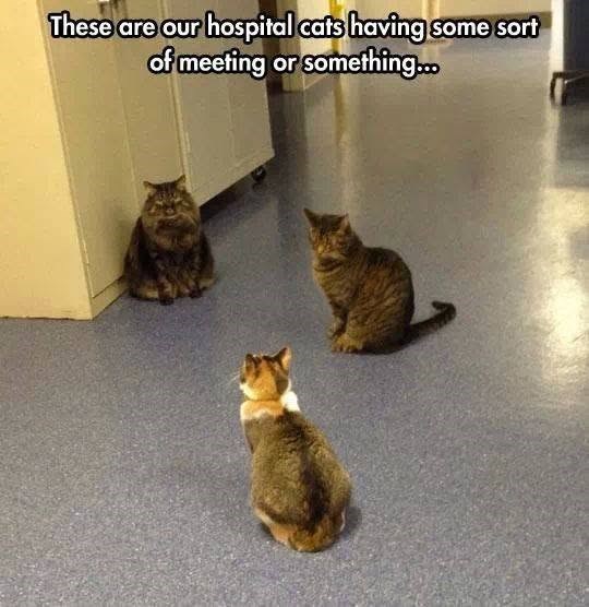 These are our hospital cats having some sort of meeting or something...