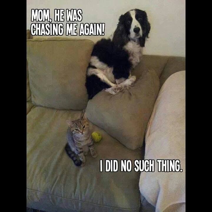 MOM, HE WAS CHASING ME AGAIN! I DID NO SUCH THING.