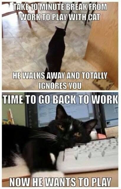 TAKE 10 MINUTE BREAK FROM WORK TO PLAY WITH CAT HE WALKS AWAY AND TOTALLY IGNORES YOU TIME TO GO BACK TO WORK NOW HE WANTS TO PLAY
