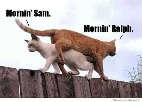Mornin' Sam. Mornin' Ralph. WeKnowMemes