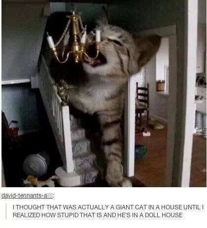 david-tennants-a I THOUGHT THAT WAS ACTUALLY A GIANT CAT IN A HOUSE UNTIL I REALIZED HOW STUPID THAT IS AND HE'S IN A DOLL HOUSE
